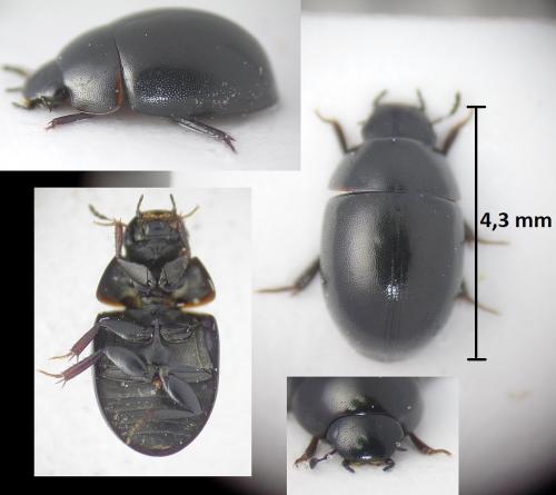 Coelostoma orbiculare